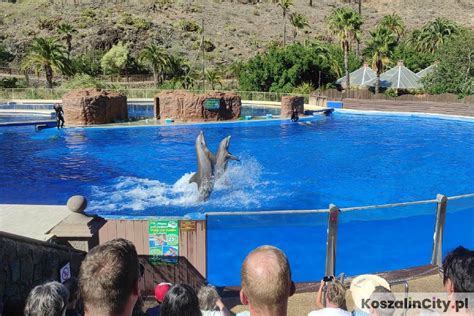männer im zoo maspalomas treffen